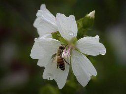 opname 29 muskuskaasjeskruid en honingbij